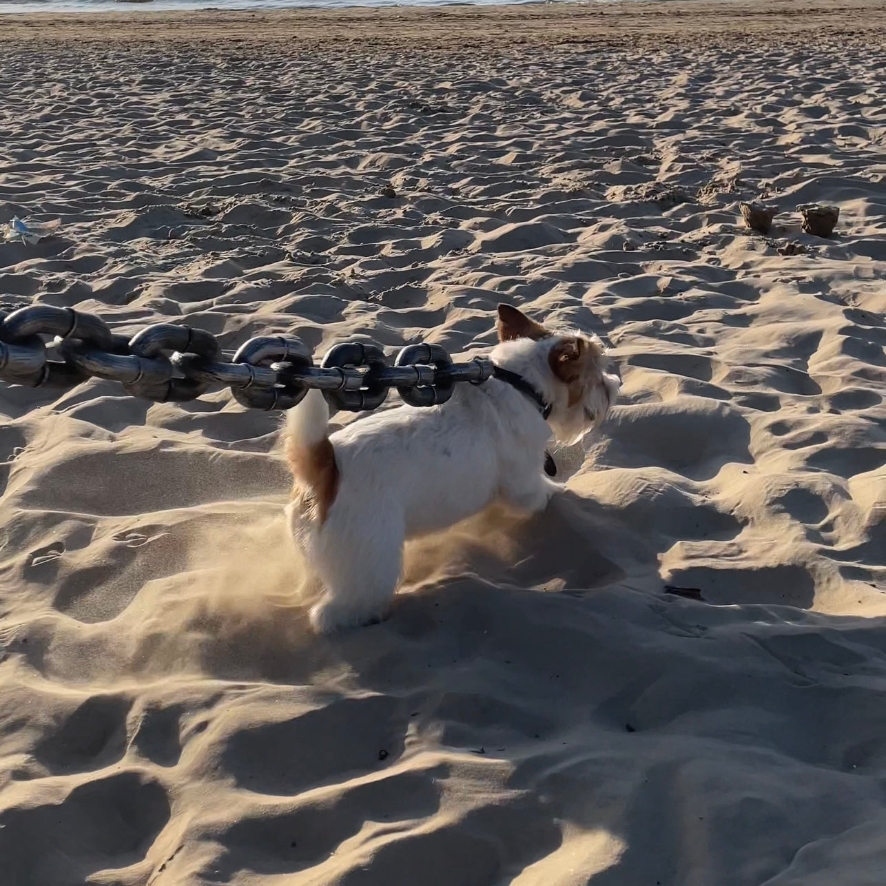 The Pup Chain