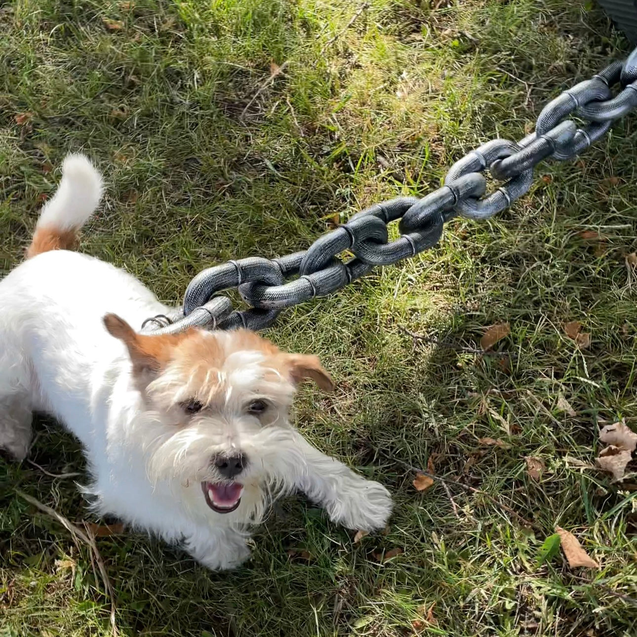 The Pup Chain